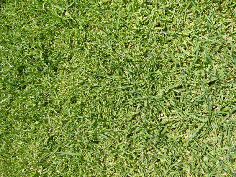 Roll-out instant turf at Brook Turf farm